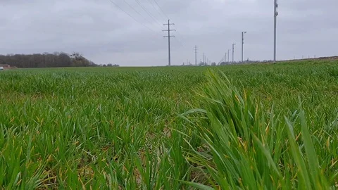 Grass overlooking high tension cable Stock Footage 126396930