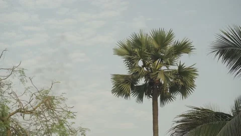 Grass with palm tree focus racking Video stock 186457628