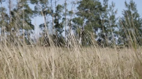 Grass Pan Left Stock Footage 80440499