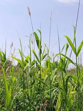 Grass with panicles Stockfoto's