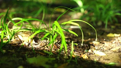 Grass in the park after the rain Stock Footage 144298678