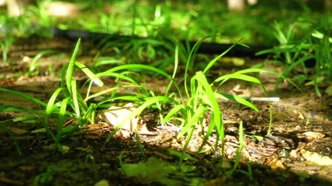 Grass in the park after the rain 動画素材 144299055