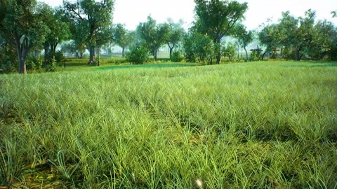 Grass at the Park Close-Up Stock Footage 248714230