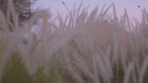 Grass at park during sunset Stock Footage 285648498