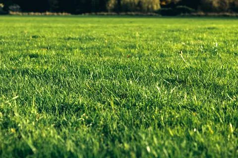 Grass in the park england Stock Photos