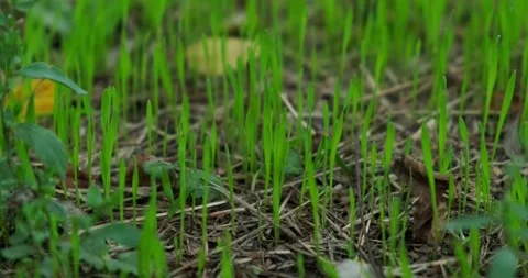 Grass in the Park Stock Footage 140236430