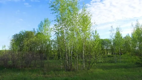 Grass in the park Stock Footage 274555046