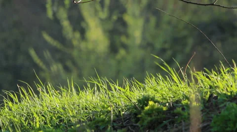 Grass in the park in the foreground in the wind varies. Stock Footage 37710750