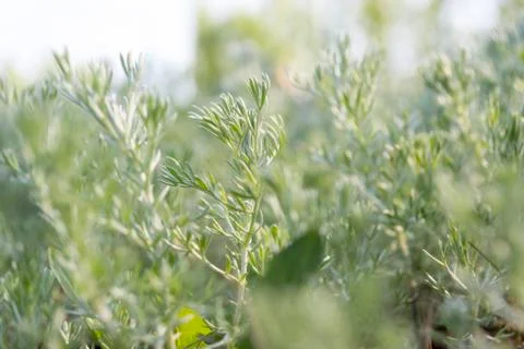 Grass in the park Stock Photos