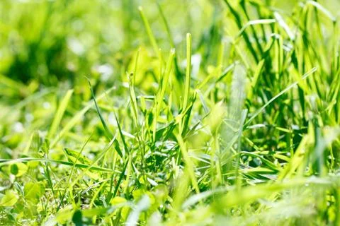 Grass at the park Stock Photos