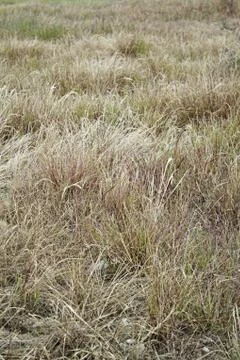 Grass in park Stock Photos