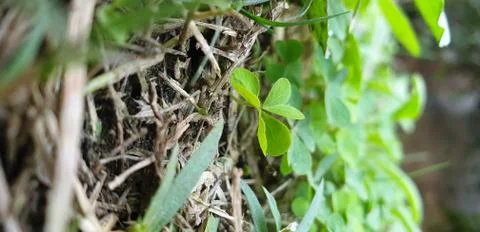 Grass in park Stock Photos