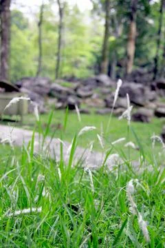 Grass in the park Stock Photos