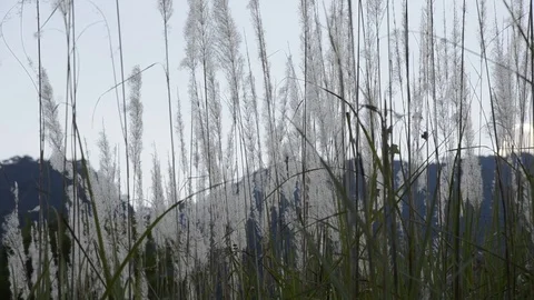 Grass in the park with sunset. 스톡 동영상 82326827