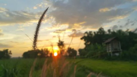 The grass in the park before sunset. Stock-Fotos