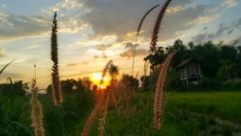 The grass in the park before sunset. Stock Photos