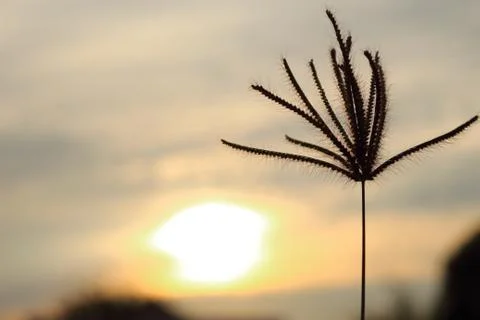 The grass in the park before sunset. Stock Photos