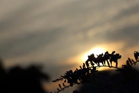 The grass in the park before sunset. Stock-Fotos