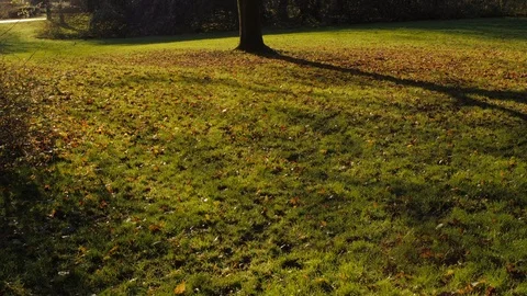 Grass, Park, Tree &amp; Birds Video stock 100411369