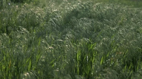 Grass in a pasture.  Stock Footage 3651578