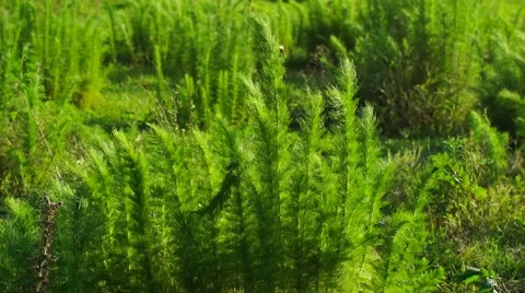 Grass in Pasture Video stock 63324138