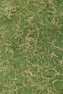Grass patch with dry and green areas Stock Photos