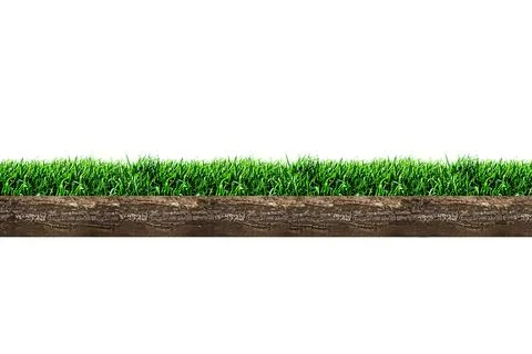 Grass patch isolated on white background イラスト素材