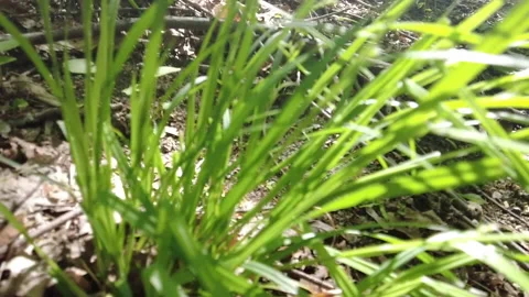 GRASS PATCH IN THE WEEDS 스톡 동영상 194860661