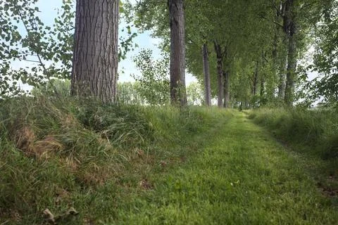 Grass path between fields Stock Photos