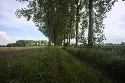 Grass path between fields Stock Photos