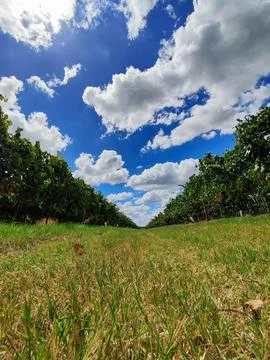 Grass path between grape vines Stock Photos
