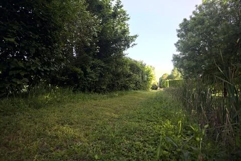 Grass path between trees in a park Stock Photos