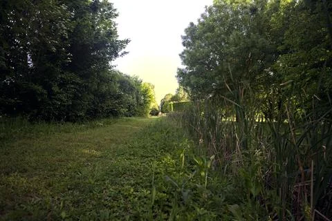 Grass path between trees in a park Stock Photos