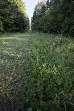 Grass path between trees in a park Stock Photos