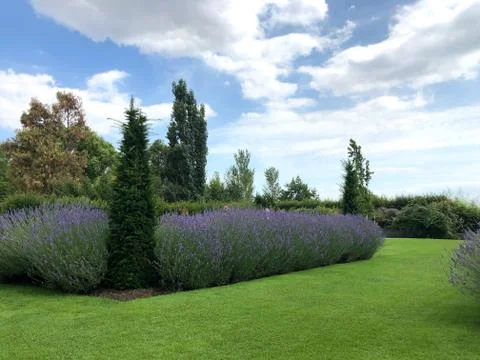 Grass path with lavender and topiary. RHS Hyde Hall, England, August 2020 Foto stock