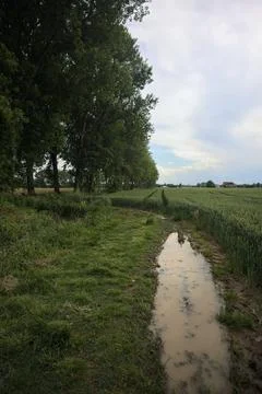 Grass path with puddles on it Stock Photos