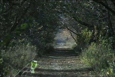 Grass path surrounded by trees and grass 30 sec SD Stock Footage 20642255