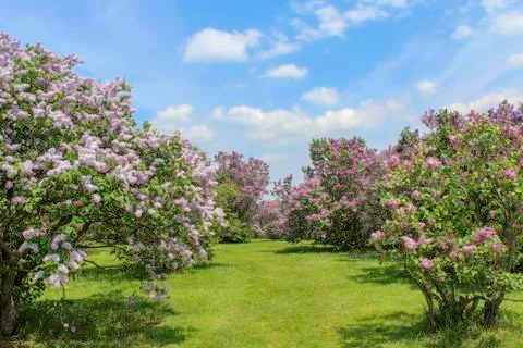 Grass path through lilacs Stock Photos