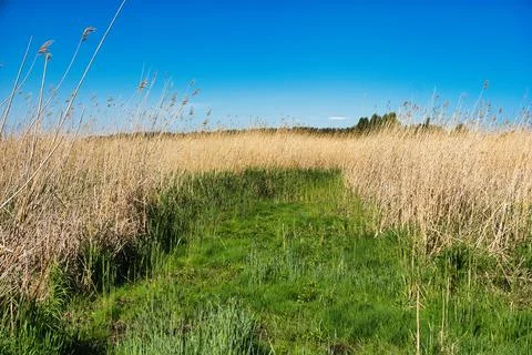 Grass Path Through Tall Reeds Under Blue Sky Stock Photos