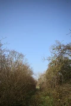 Grass path with trees Stock Photos