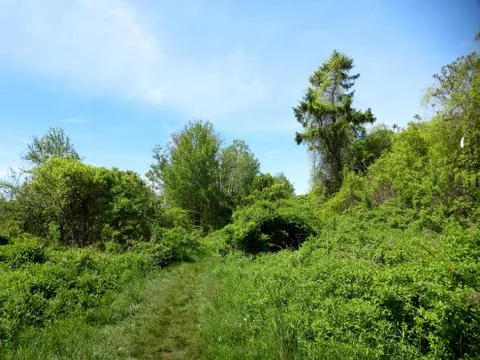 Grass path in the woods Stock Photos