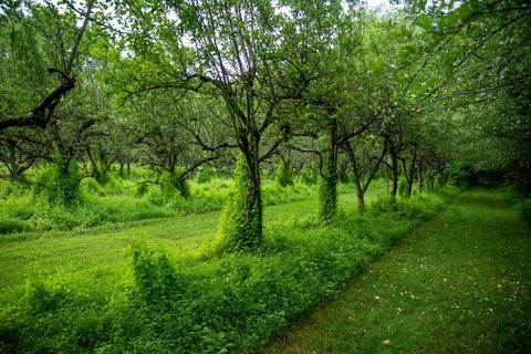 Grass paths through idyllic old fruit orchard Stock Photos