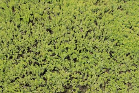 Grass pattern, Flower show hong kong at Victoria Park 스톡 사진