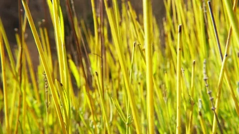 The grass pattern fluctuates in the wind Stock Footage 84743727