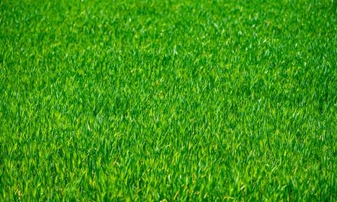 Grass pattern shows green field texture. Grass in nature creates fresh detail Stock Photos