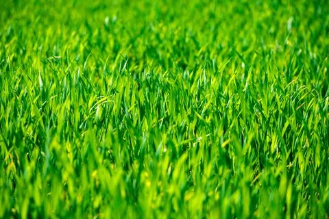 Grass pattern shows green field texture. Grass in nature creates fresh deta.. Stock Photos