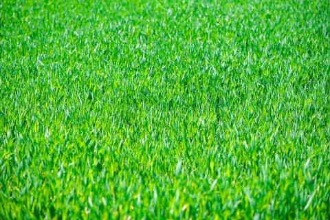 Grass pattern shows green field texture. Grass in nature creates fresh detail Stock Photos