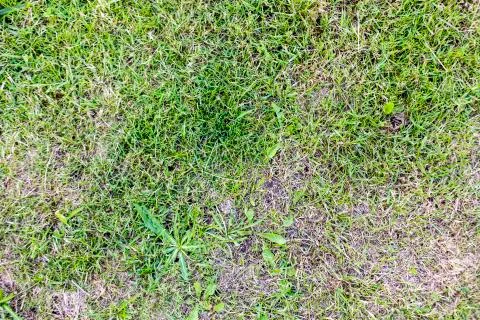 Grass pattern texture background Foto stock