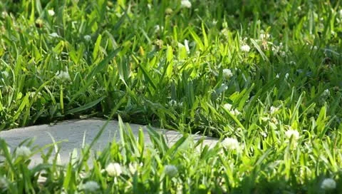 Grass with paving stone Stock Footage 10993001