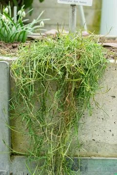 Grass pea or Lathyrus Sphaericus plant in Saint Gallen in Switzerland 20.2.20 Stock Photos